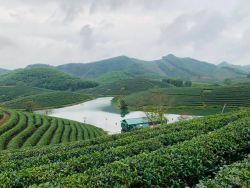 Đảo chè TC