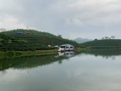 Đảo chè TC