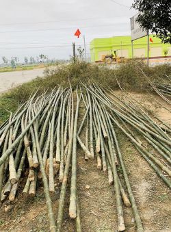 Cây nêu ngày tết