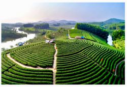 Đảo chè Thanh Chương NA