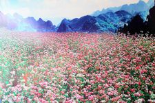 Hoa Tam giác mạch, H.Giang