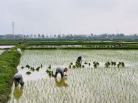 Quê hương 4
