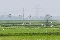 Quê hương 2