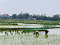 Quê hương 5