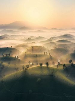Sương sớm trên đồi chè