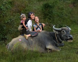 Tuổi thơ trên lưng trâu