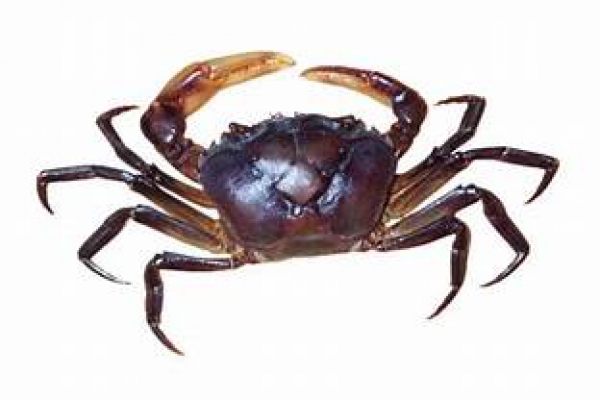 ĐỐI THOẠI CUA ĐỒNG