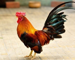 ĐẶT GÀ CÚNG TRÊN BÀN THỜ ĐÚNG CÁCH