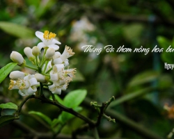 THÁNG BA THƠM NỒNG HOA BƯỞI