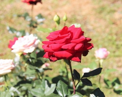 LUẬT NHÂN QUẢ (2)