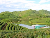 ĐẢO CHÈ THANH CHƯƠNG NGHỆ AN