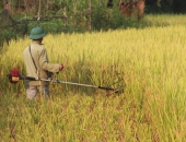 VỤ MÙA THÔN QUÊ