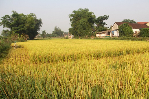 THƠ ĐINH NHO TUẤN