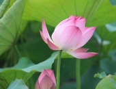 Hoa Sen Đức Thọ (Tháng 5/2019)