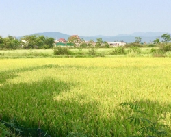 QUÊ HƯƠNG