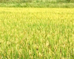 ĐẤT NGHÈO NUÔI TIẾN SỸ