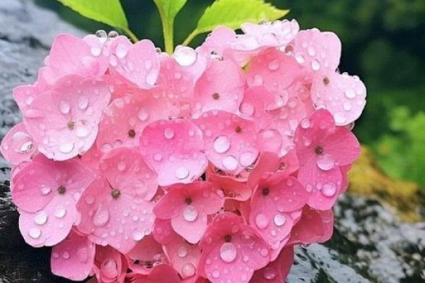 MÙI CỦA MẸ 