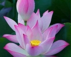 LÚC VỀ GIÀ